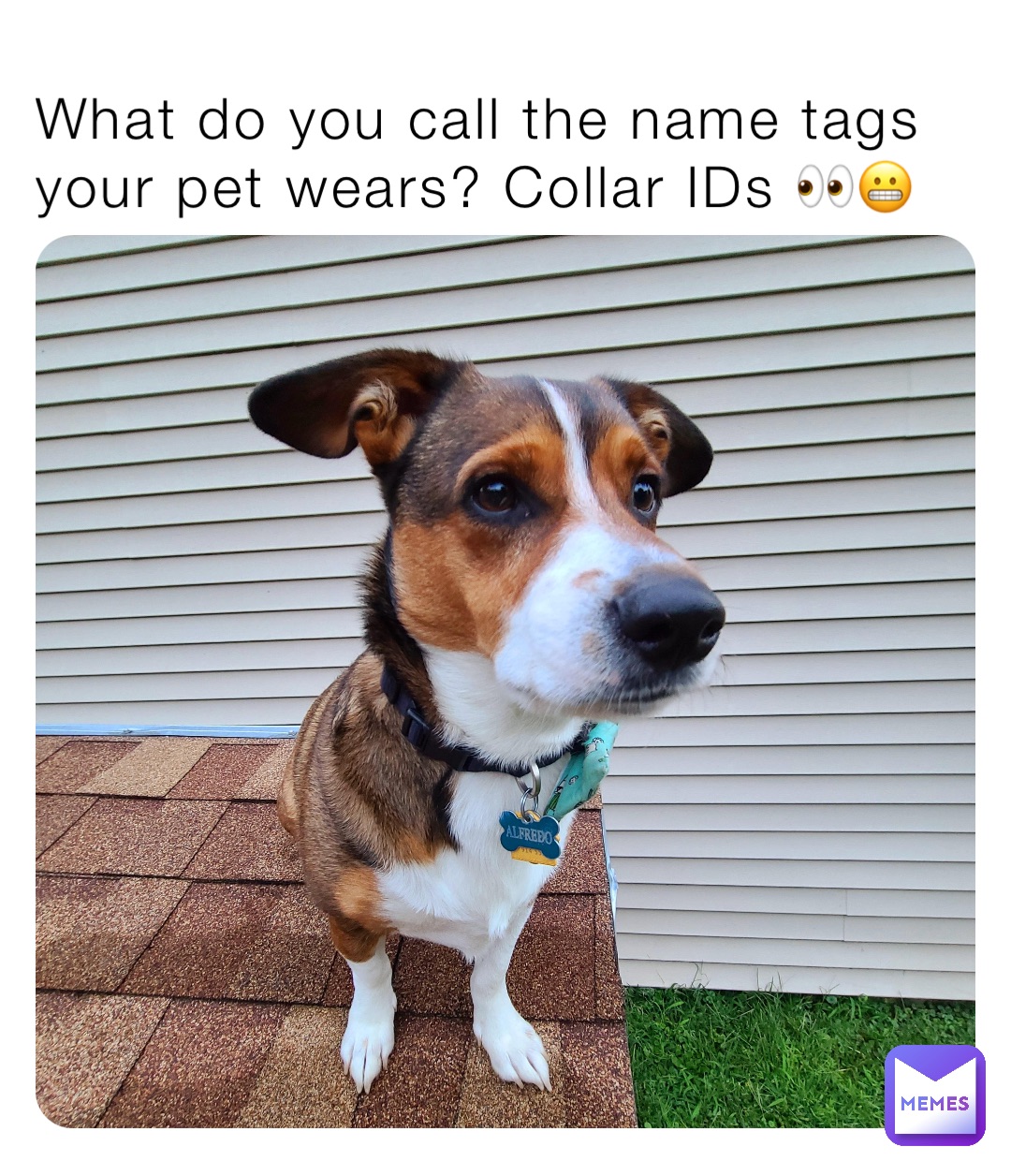 What do you call the name tags your pet wears? Collar IDs 👀😬