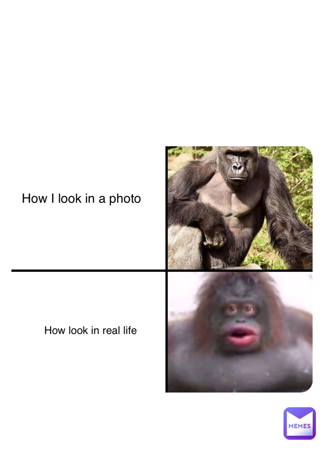 Monkey in real life : r/memes