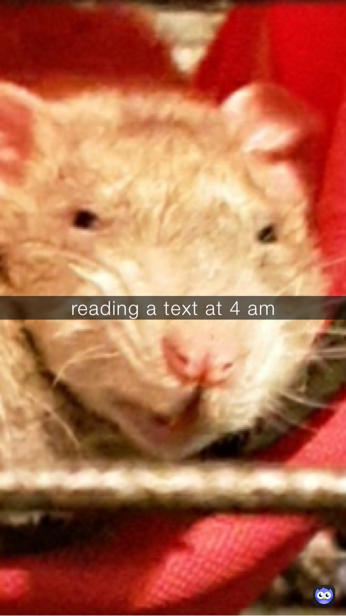 reading a text at 4 am