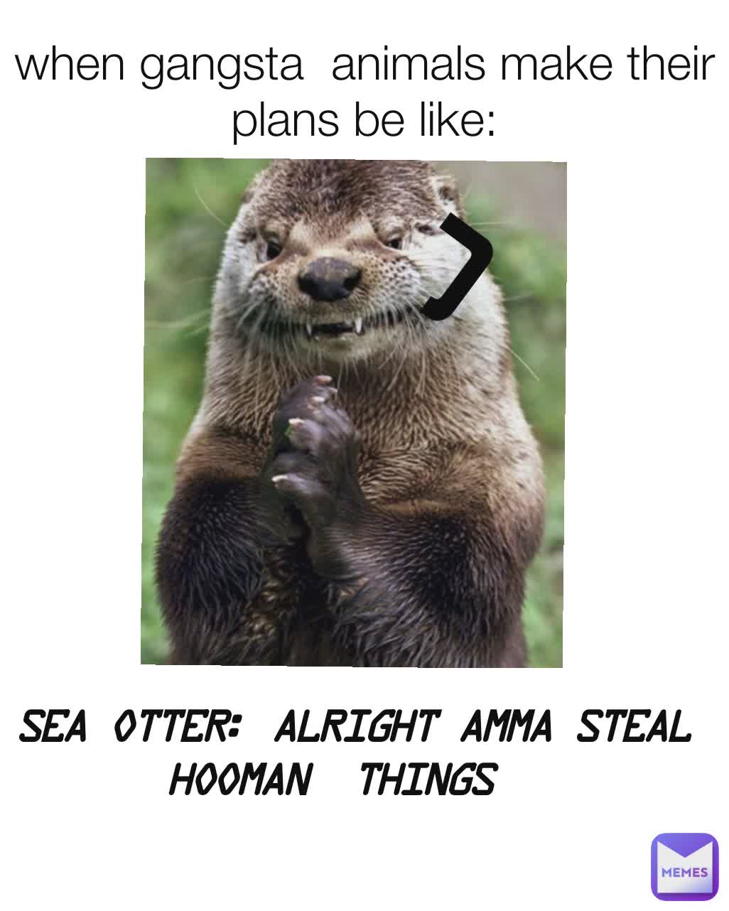when gangsta  animals make their plans be like: sea otter: alright amma steal hooman  things j
