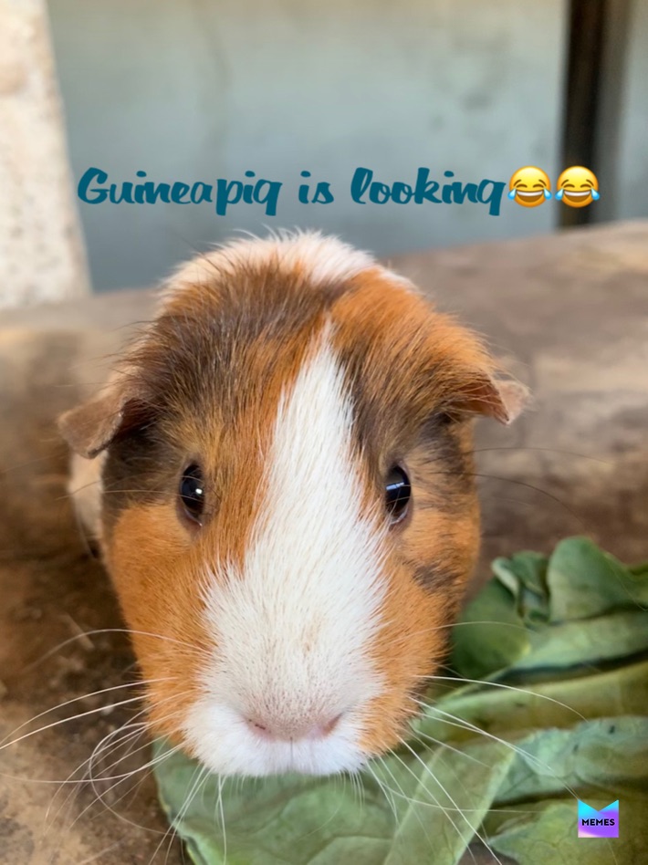 Meme by cassythefighter