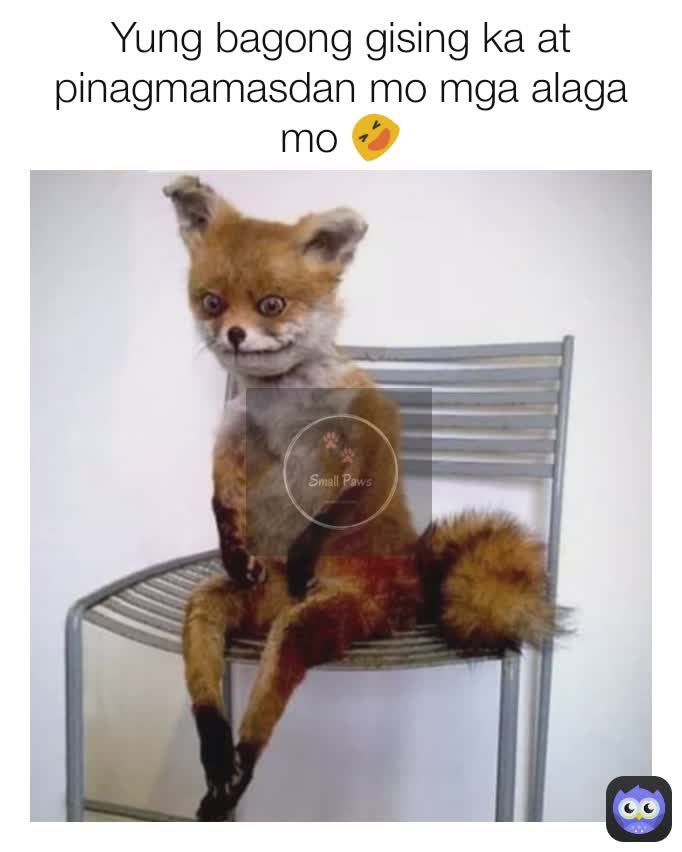 Yung Bagong Gising Ka At Pinagmamasdan Mo Mga Alaga Mo 🤣 Abelgaas Memes 2696