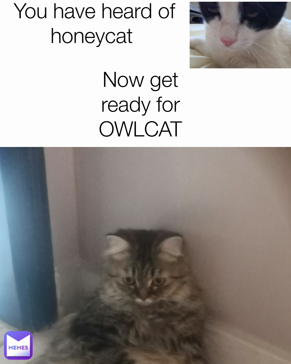 Now get ready for
OWLCAT


 You have heard of honeycat  OwlCat