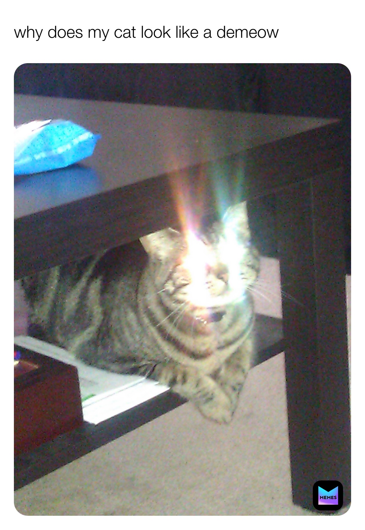 why does my cat look like a demeow vnkx6hnary Memes