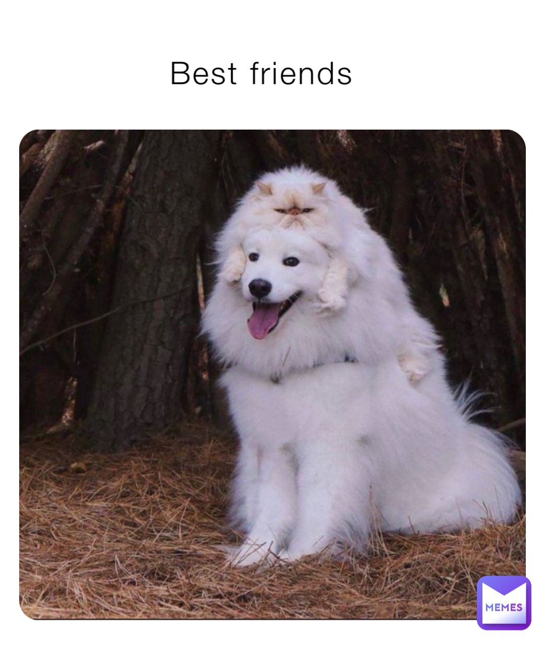 Meme by antsamborskiy