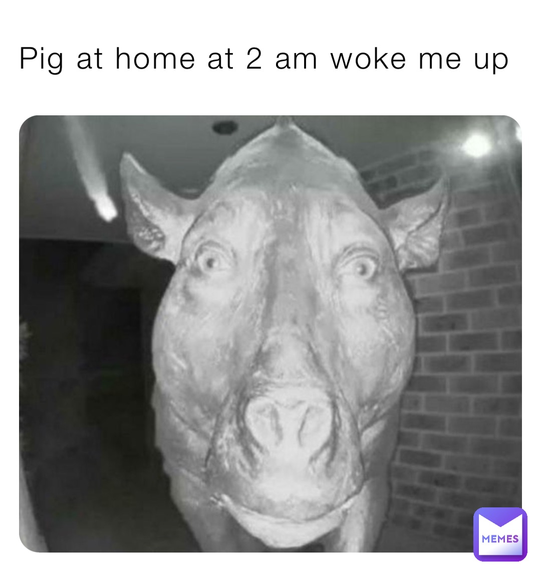 Pig at home at 2 am woke me up