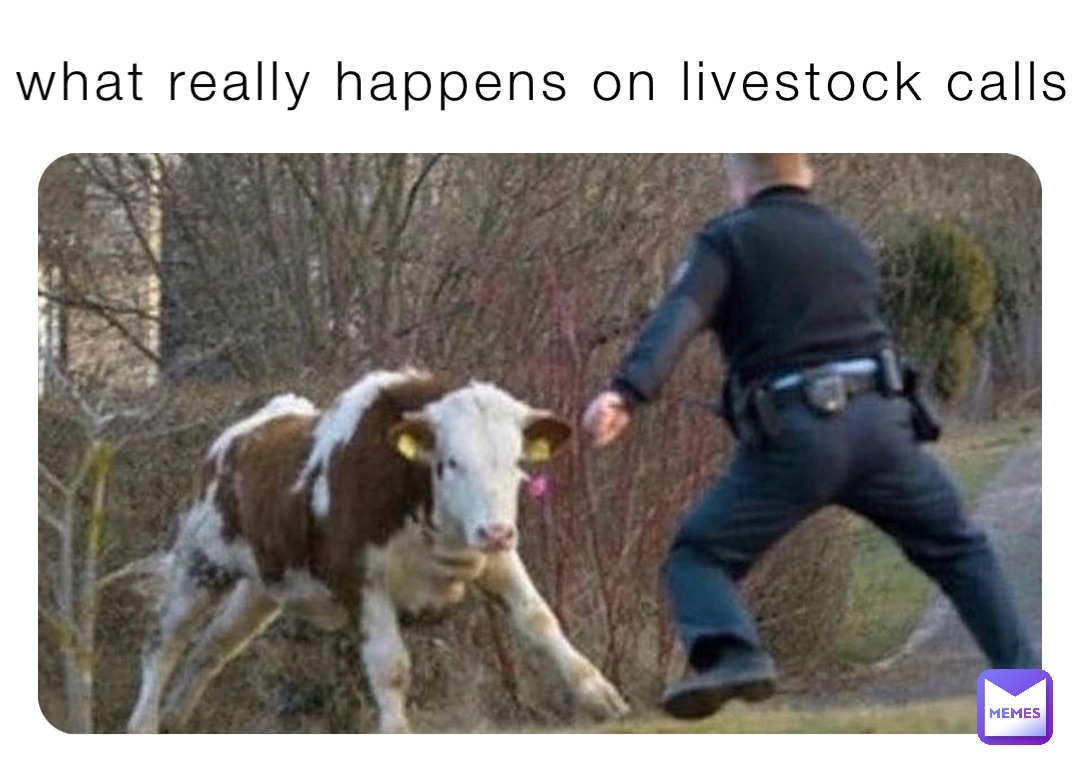 what really happens on livestock calls