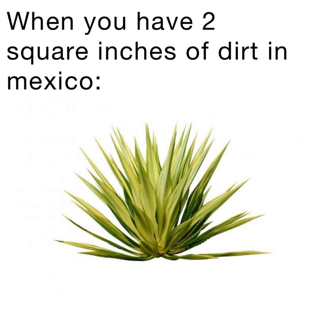 When you have 2 square inches of dirt in Mexico: