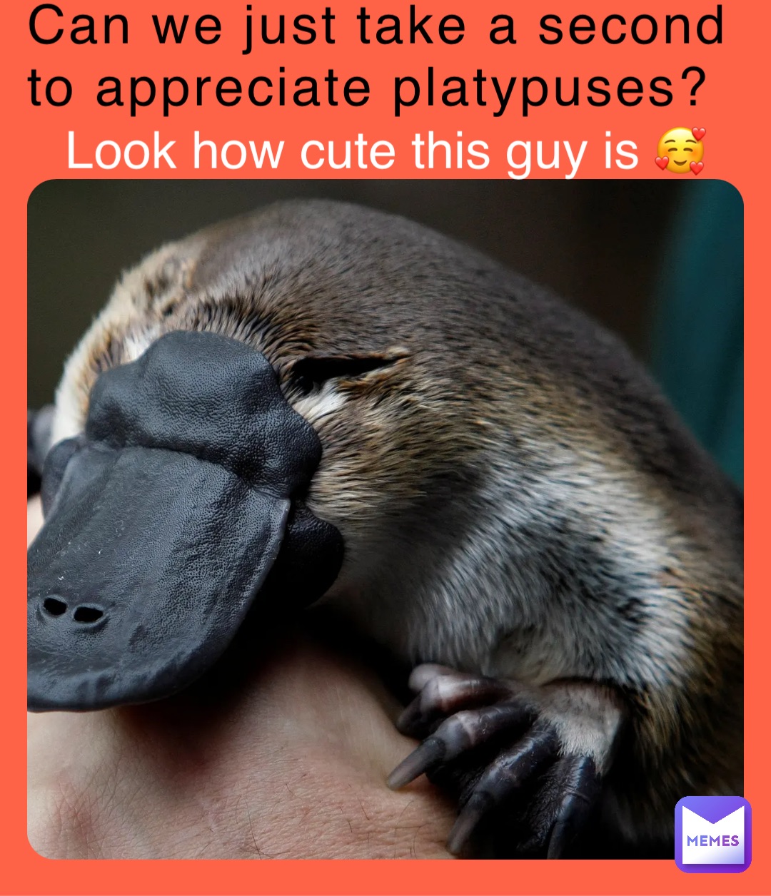 Can we just take a second to appreciate platypuses? Look how cute this ...