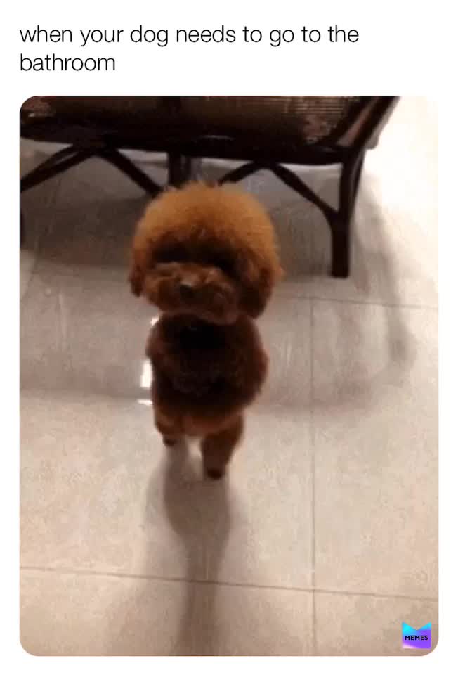 #dogs  #cool Needtogo
