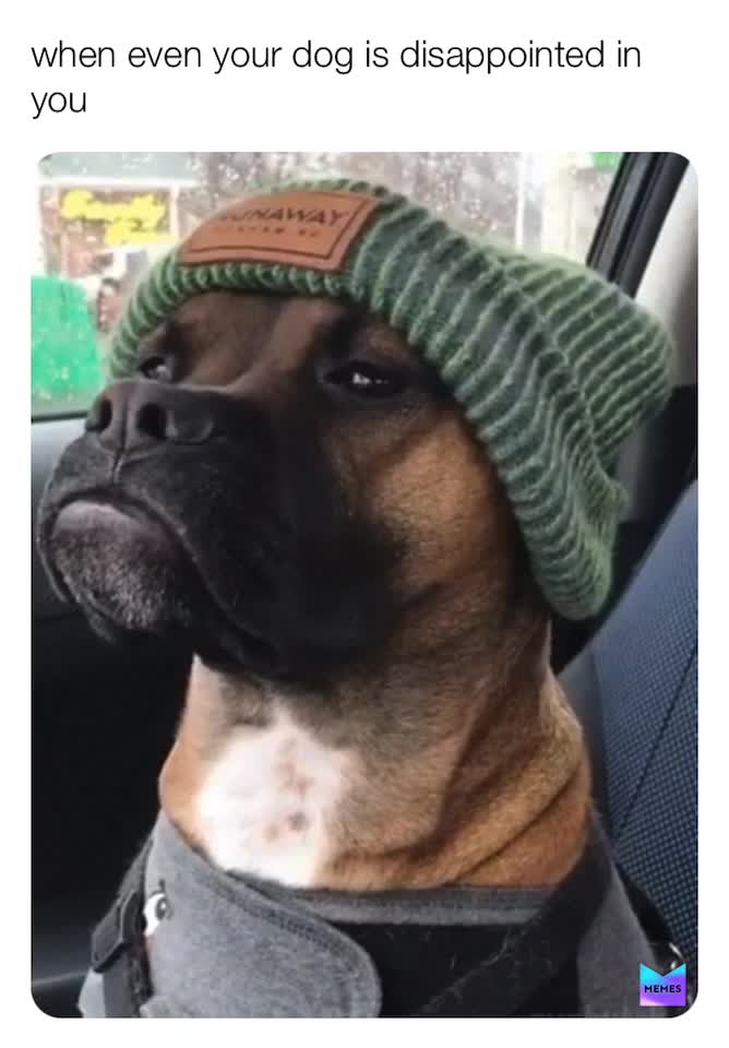 #dogs  #whyme