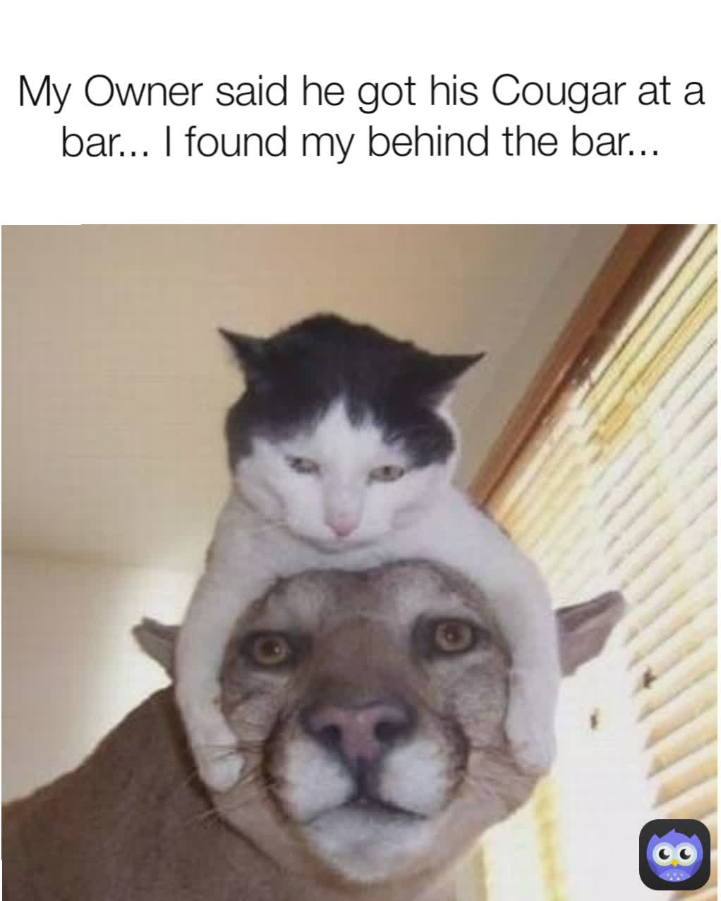 My Owner said he got his Cougar at a bar... I found my behind the bar...
