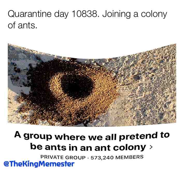 #lockdown #ant #ants #memes #meme #isolationstarterpack #lonley #sendhelp 