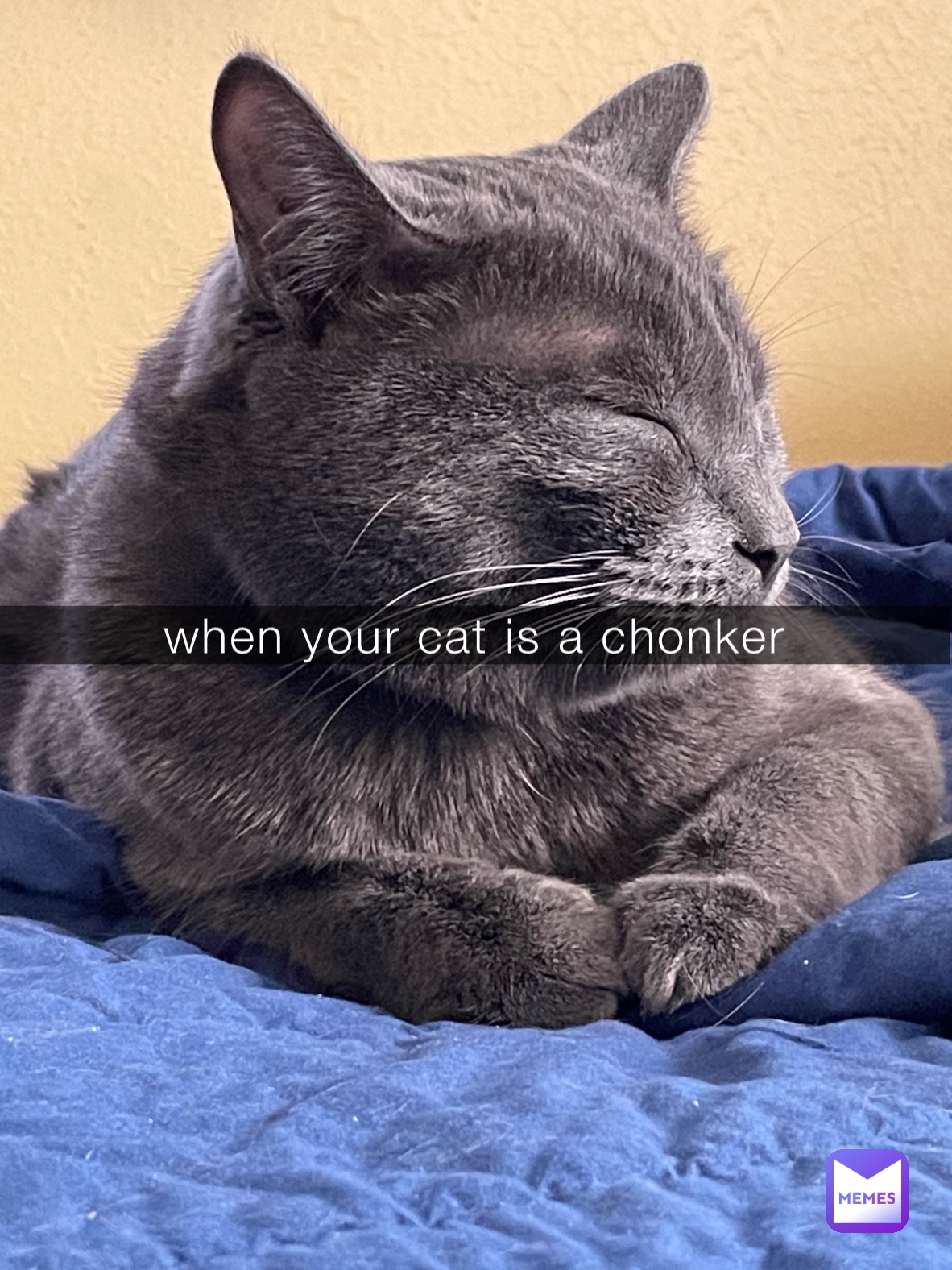 when your cat is a chonker