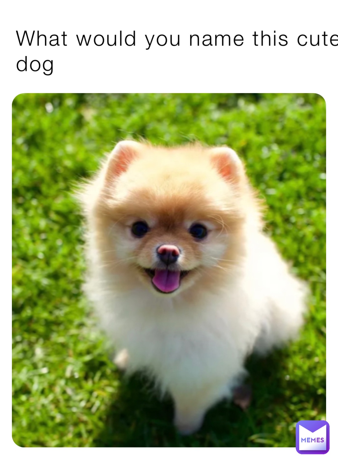 What would you name this cute dog