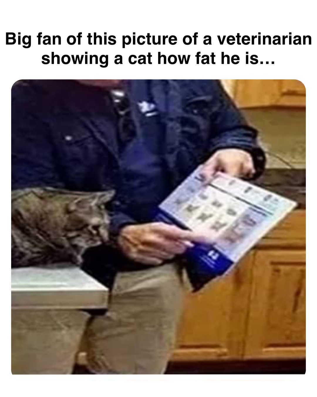 Double tap to edit Big fan of this picture of a veterinarian showing a cat how fat he is…