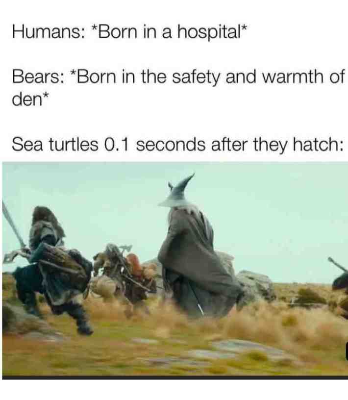 #memes #memesdaily #follow #ay #Yeet #lol #true dat