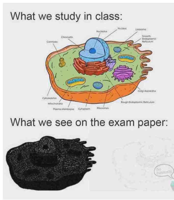  #true dat #lol #Yeet #ay #memes #follow #memesdaily
