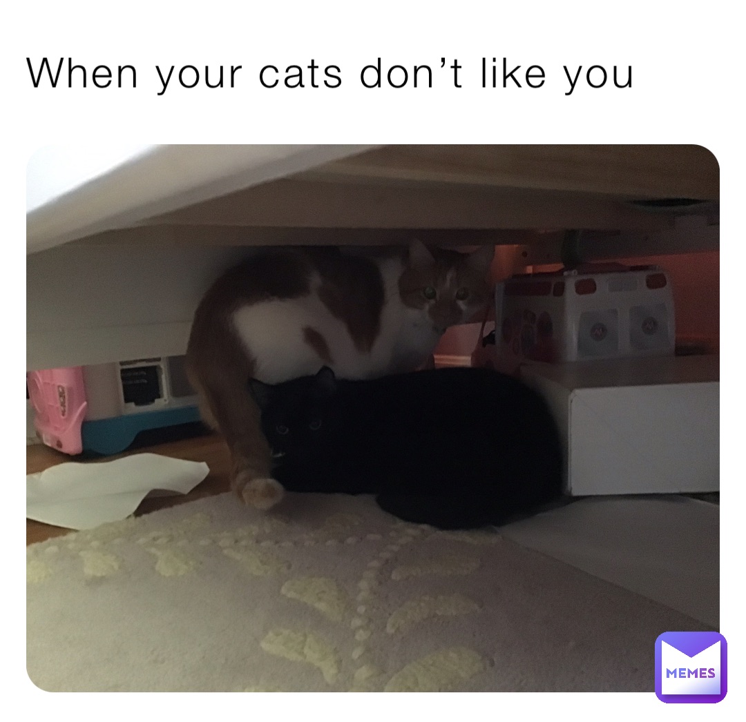 When your cats don’t like you | @Stitch_girl5 | Memes