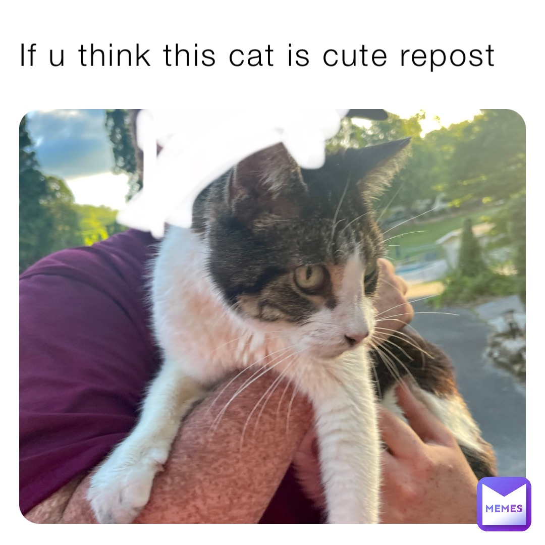 If u think this cat is cute repost
