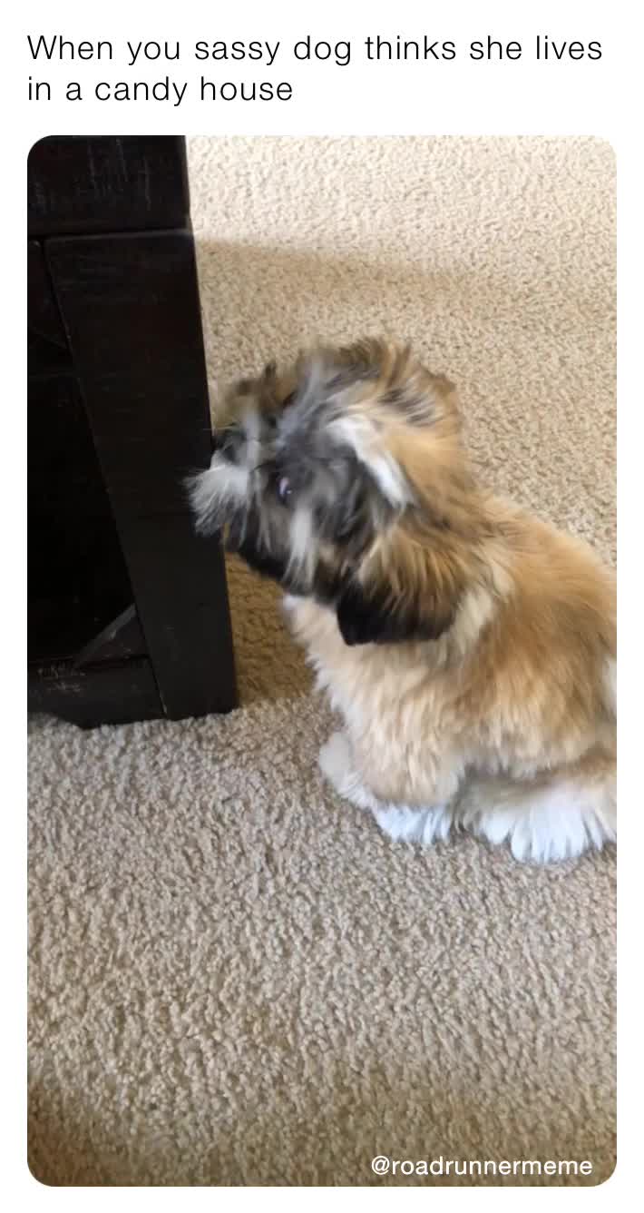 When you sassy dog thinks she lives in a candy house | @RoadRunnerMeme ...