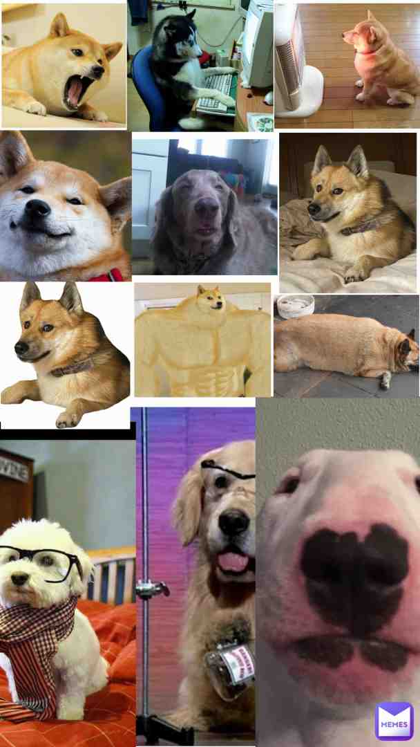 Dog