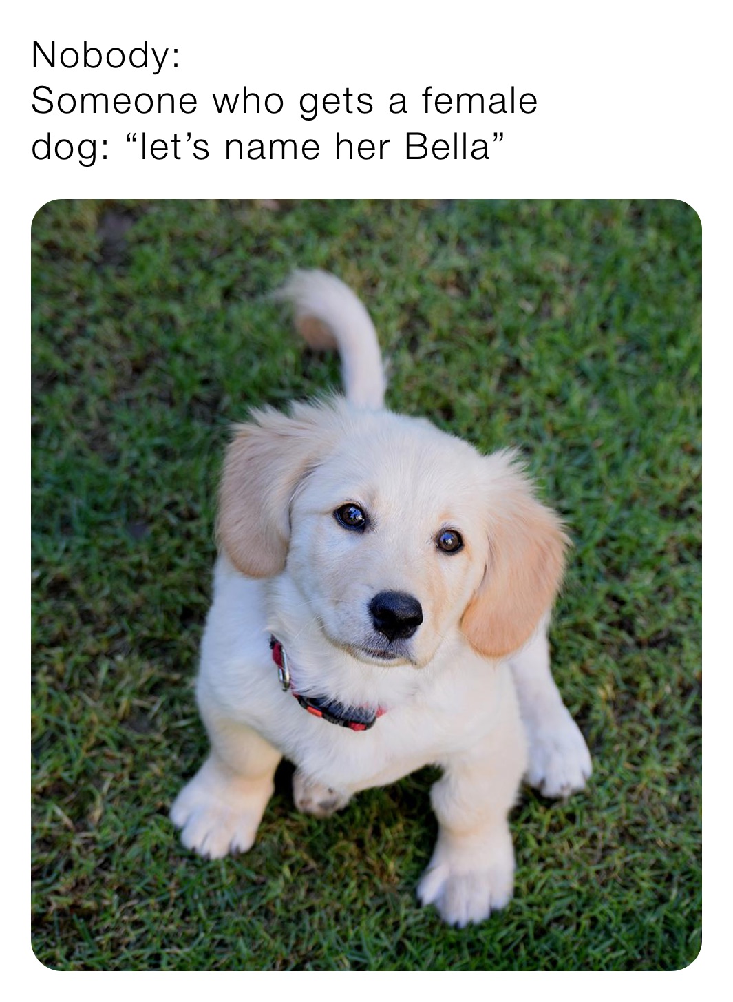 Nobody:
Someone who gets a female
dog: “let’s name her Bella” 