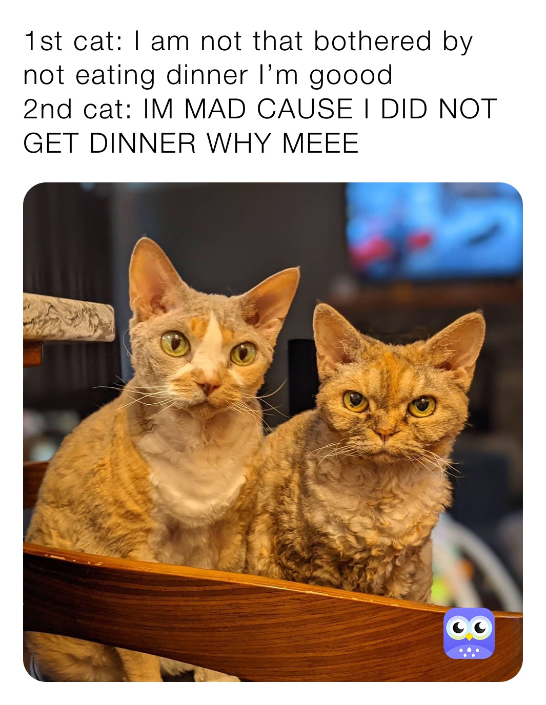 1st cat: I am not that bothered by not eating dinner I’m goood
2nd cat: IM MAD CAUSE I DID NOT GET DINNER WHY MEEE