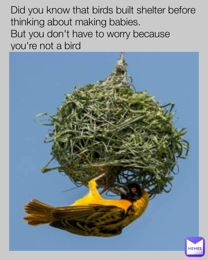 Did you know that birds built shelter before thinking about making babies.
But you don't have to worry because you're not a bird