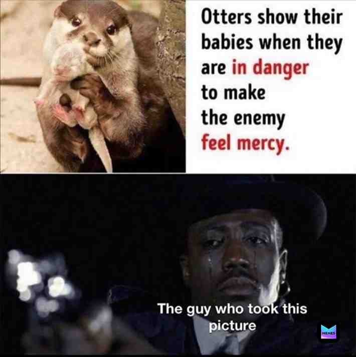 Meme shared by @jellybeankitty99