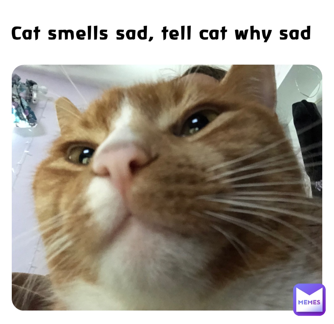 Cat smells sad, tell cat why sad