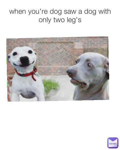 when you're dog saw a dog with only two leg's