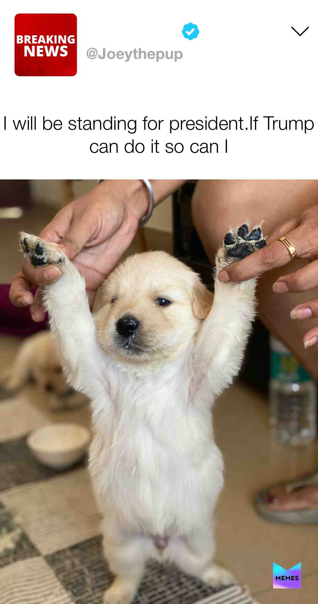  #doggomeme #doggomeme #pets