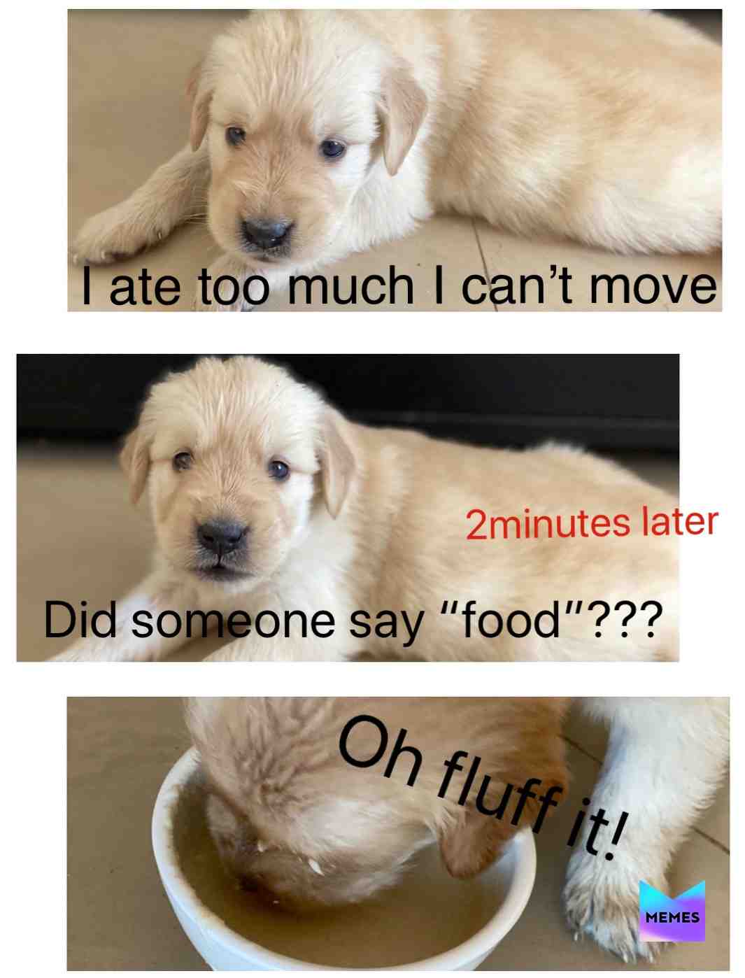  #doggomeme #pets