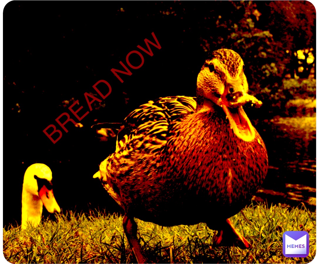 BREAD
NOW BREAD NOW