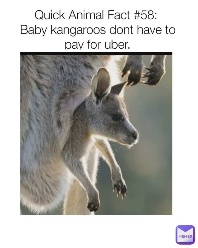 Quick Animal Fact #58: 
Baby kangaroos dont have to pay for uber.