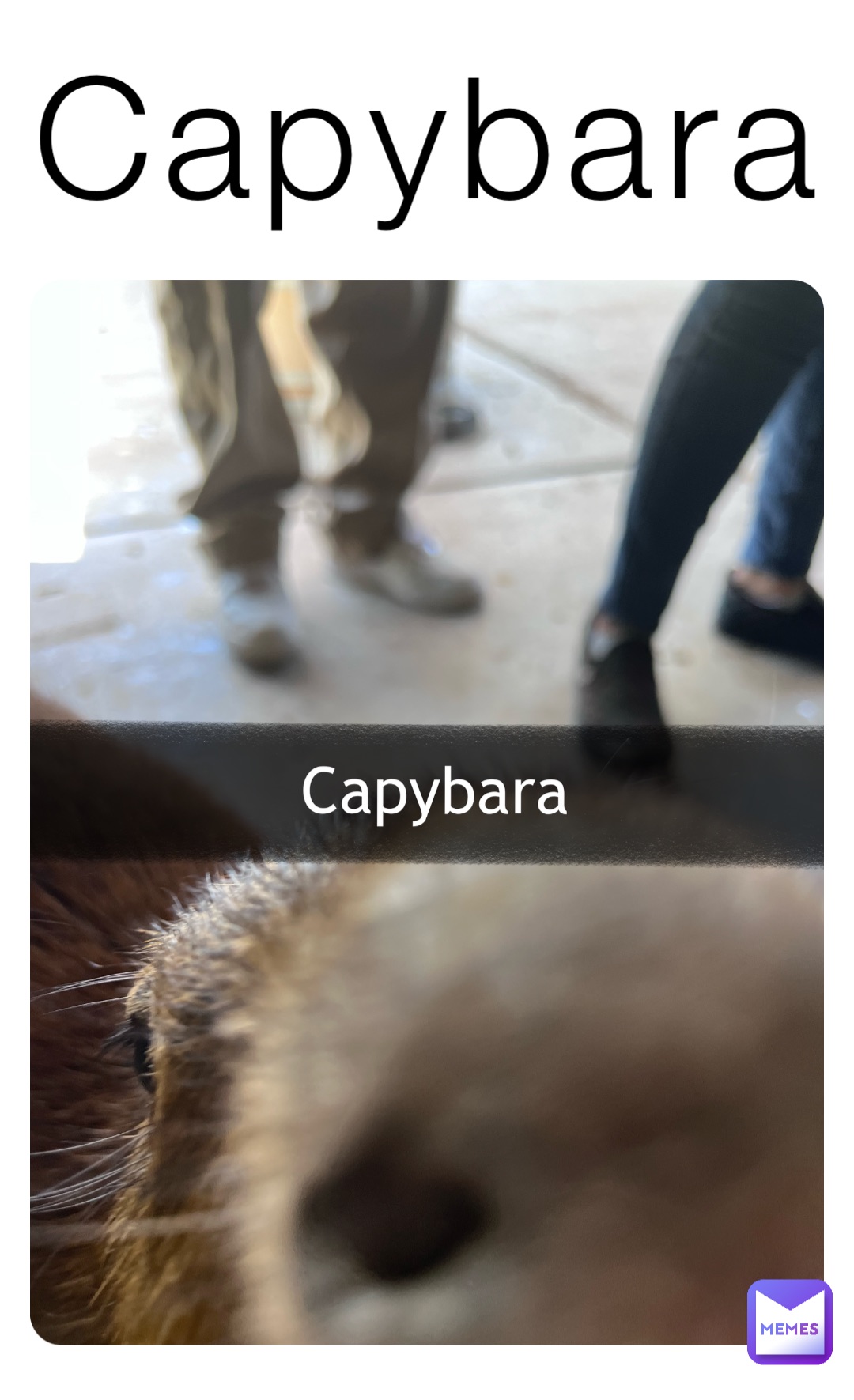 Capybara