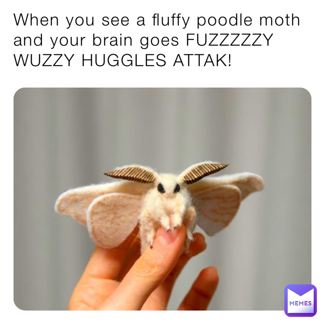 When you see a fluffy poodle moth and your brain goes FUZZZZZY WUZZY HUGGLES ATTAK!