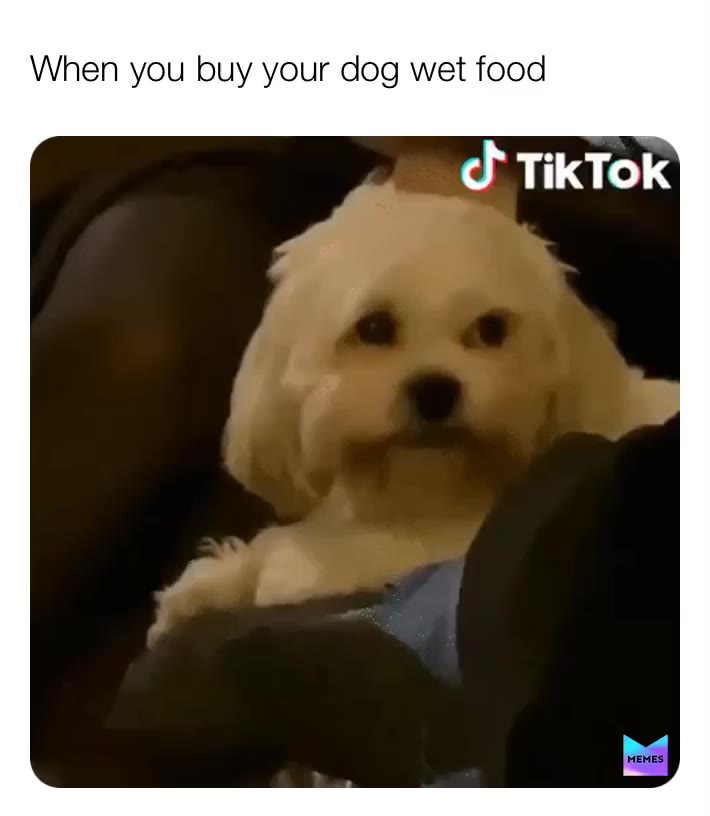 #doggo  #dog  #food