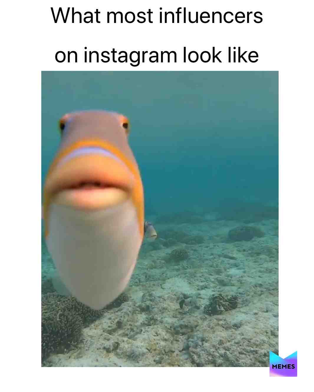 #memes