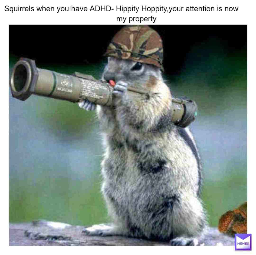 SQUIRREL!! #squirrel
