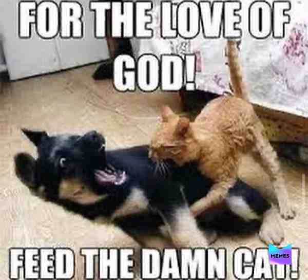Meme shared by @Dragonfly7767
