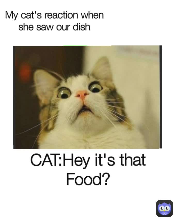 CAT:Hey it's that Food? My cat's reaction when she saw our dish
