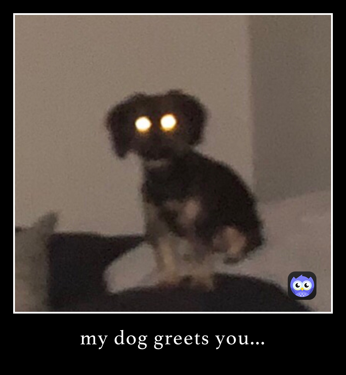 my dog greets you...