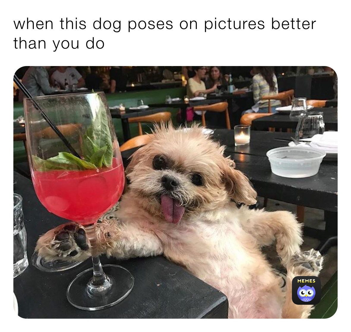 when this dog poses on pictures better than you do 