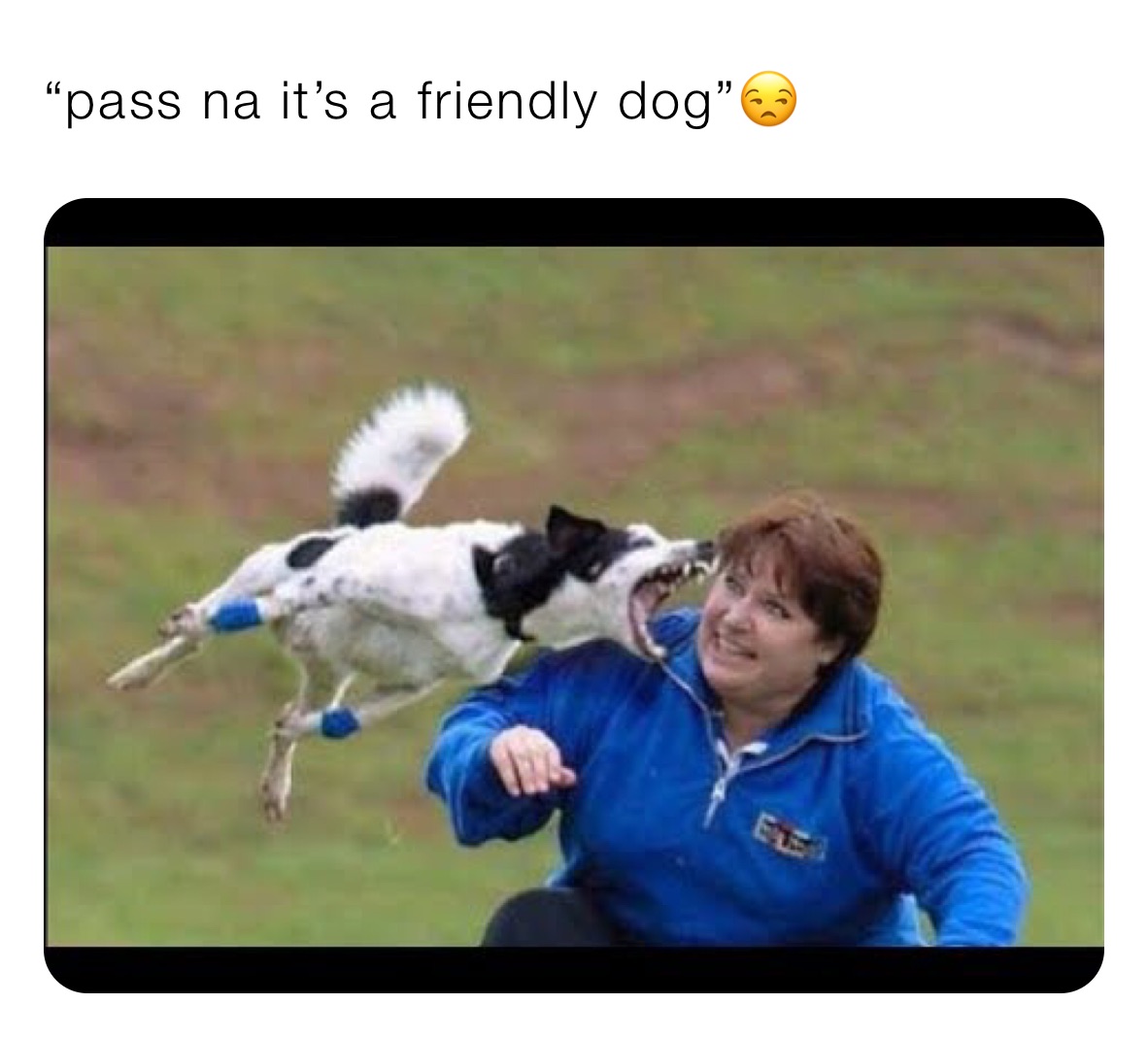“pass na it’s a friendly dog”😒