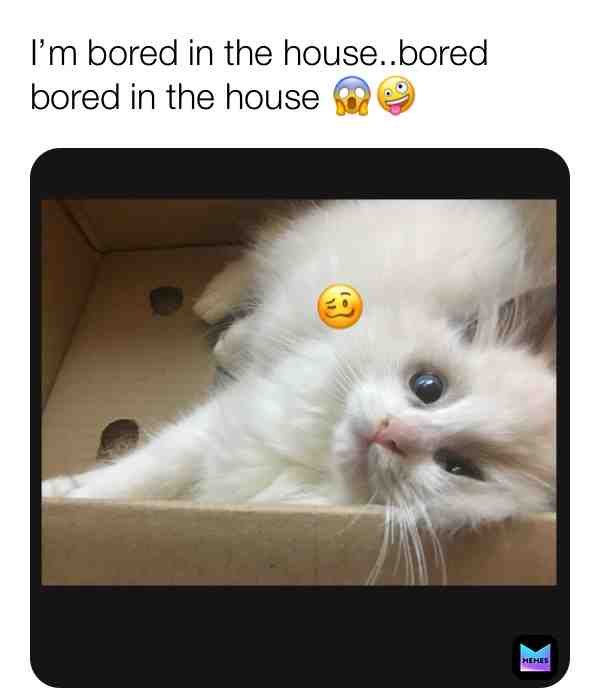 Quarantined at home be like..🤪 #kittykimba #funny #kitty #cat #pet #catmeme #quarantine #bored