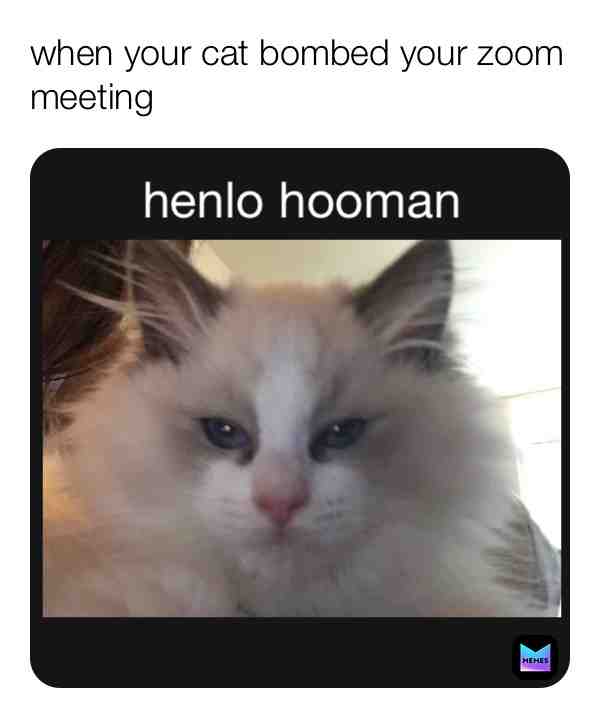 When your cat wants your attention 😂 #kittykimba #funny #catmeme #kitten #zoom #laugh #pet #cutekitty