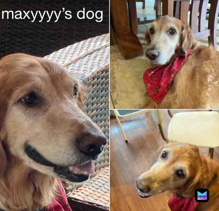 Here of some of the pictures I have of my dog before she passes from cancer; 😢 #sad #cancer #saddog #sadmemes #maxy