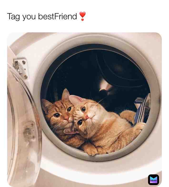 Yesss ;3 #cute #cat #cutecat #maxy